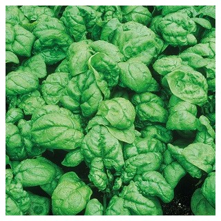 Bloomsdale Spinach