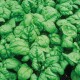 Bloomsdale Spinach