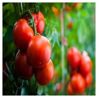 Ace 55 Tomato