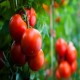 Ace 55 Tomato