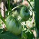 Beefsteak Tomato