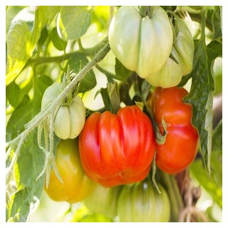 Beefsteak Tomato