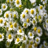 Chamomile (German)