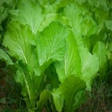 Florida Broadleaf Mustard