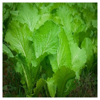 Florida Broadleaf Mustard