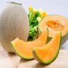 Hales Best Jumbo Cantaloupe