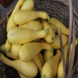 Yellow Crookneck Squash