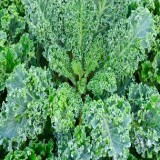 Dwarf Blue Curled Scotch Kale