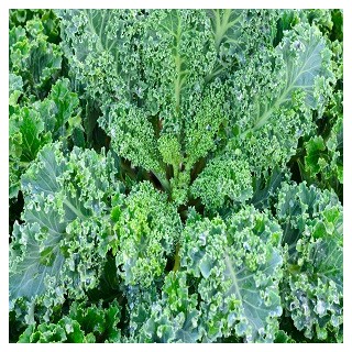 Dwarf Blue Curled Scotch Kale