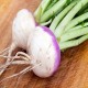 Purpletop White Globe Turnip