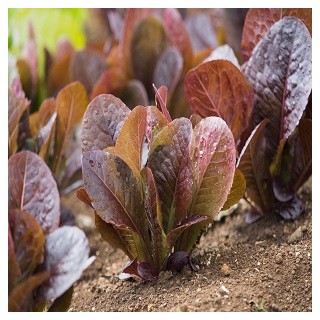 Red Romaine Lettuce