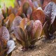 Red Romaine Lettuce
