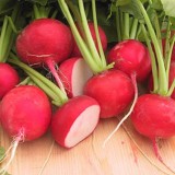 Cherry Belle Radish
