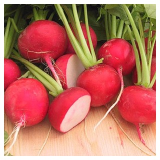 Cherry Belle Radish