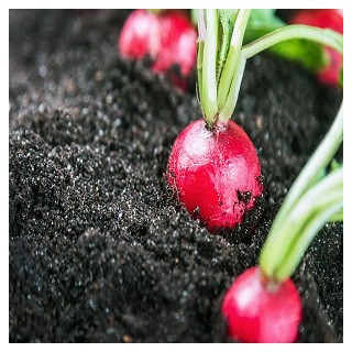 Champion Radish