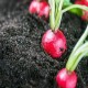 Champion Radish