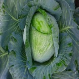 Early Jersey Wakefield Cabbage