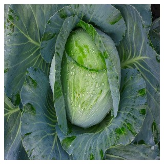 Early Jersey Wakefield Cabbage