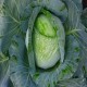 Early Jersey Wakefield Cabbage