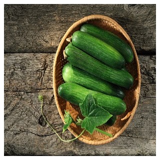 Marketmore 76 Cucumber