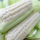 Stowell's Evergreen Corn (White)