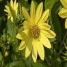 Lemon Queen Sunflower