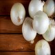 Sweet Spanish Onion