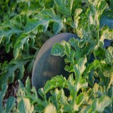 Black Diamond Watermelon