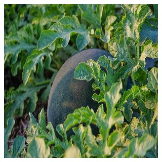 Black Diamond Watermelon