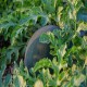 Black Diamond Watermelon