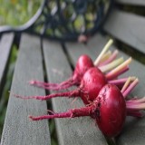Chioggia Beet