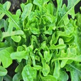 Oakleaf Lettuce