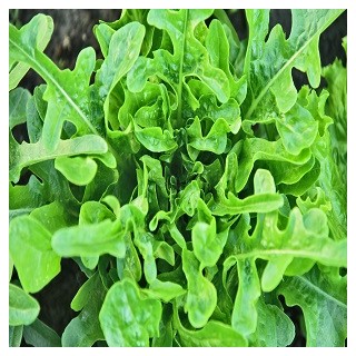 Oakleaf Lettuce