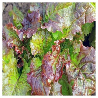 Prizehead Lettuce