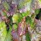 Prizehead Lettuce