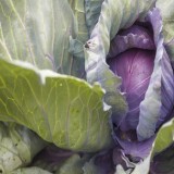Red Acre Cabbage