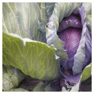 Red Acre Cabbage