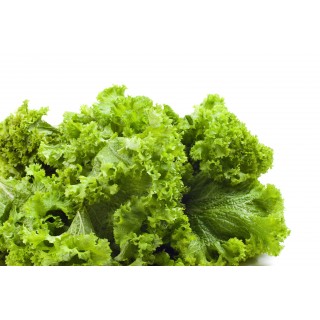 Southern Giant Curled Mustard