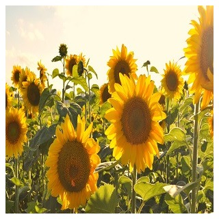 Large Grey Stripe Sunflower