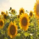 Large Grey Stripe Sunflower