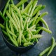 Provider Bush Bean