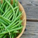 Top Crop Bush Bean