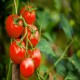 Rutger's Tomato