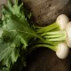Seven Top Turnip
