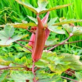 Red Burgundy Okra