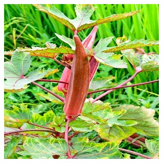 Red Burgundy Okra