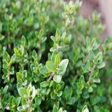 Thyme Winter