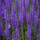 Hyssop