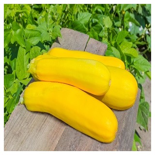 Yellow Straightneck Squash