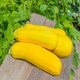 Yellow Straightneck Squash